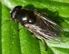 Cheilosia sp.